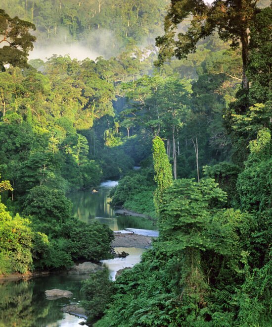 Exotic rainforest