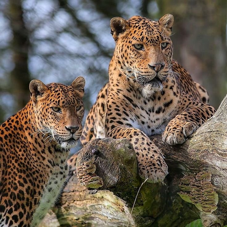 Yala national park