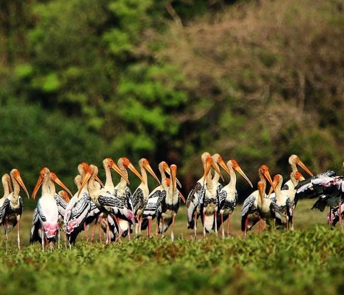 Anawilundawa Bird Sanctuary - SriLanka