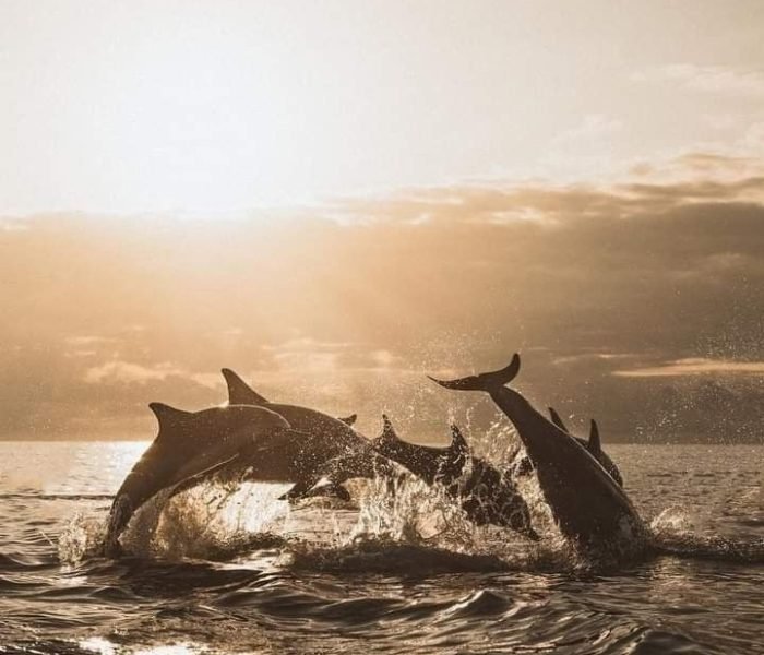 Dolphin in Sri Lanka_ Spotted on Trincomalee