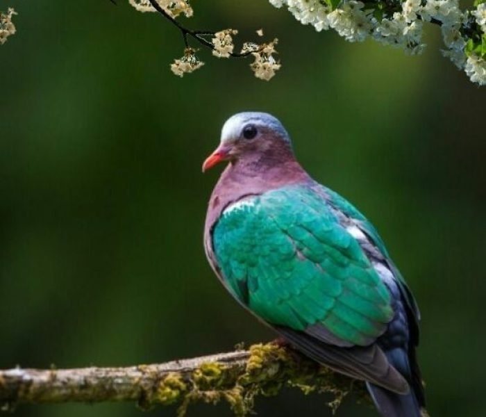 Emerald Dove (1)