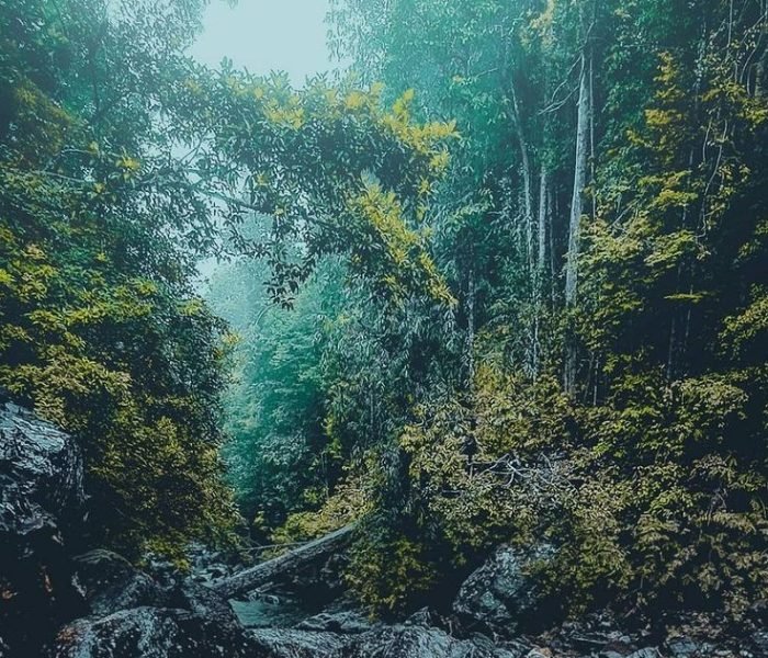 Kanneliya Rainforest 🇱🇰