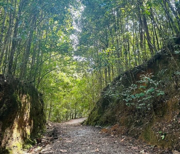 Kenneliya Forest_