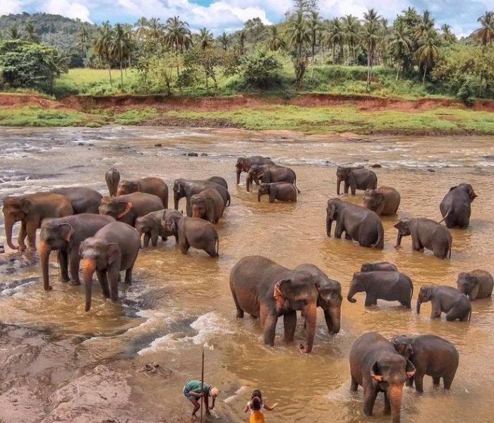 Pinnawala elephant sabaragamuwa province