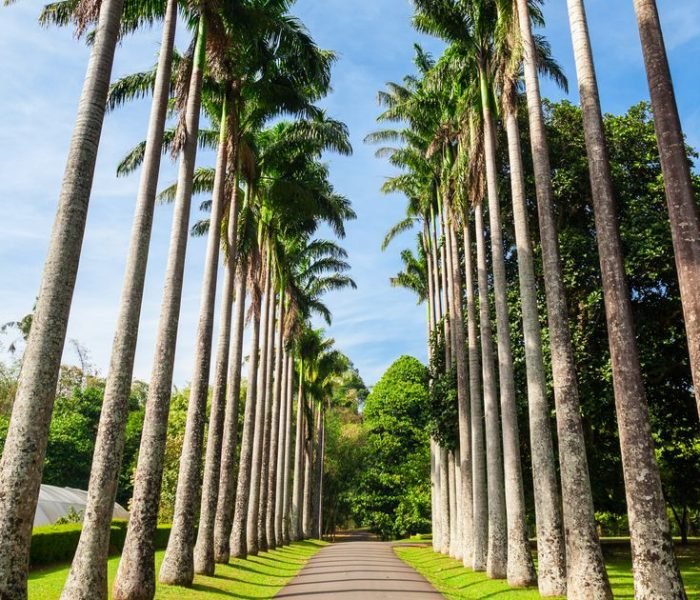 Peradeniya Royal Botanic Gardens located near Kandy city, Sri Lanka. Peradeniya Royal Botanic Gardens are the largest of the botanical gardens of Sri Lanka.