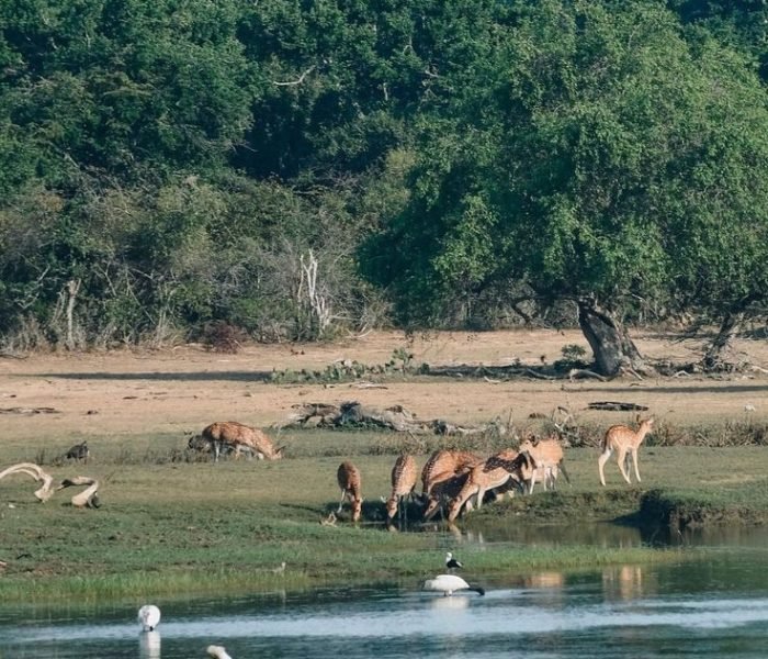 Yala National Park