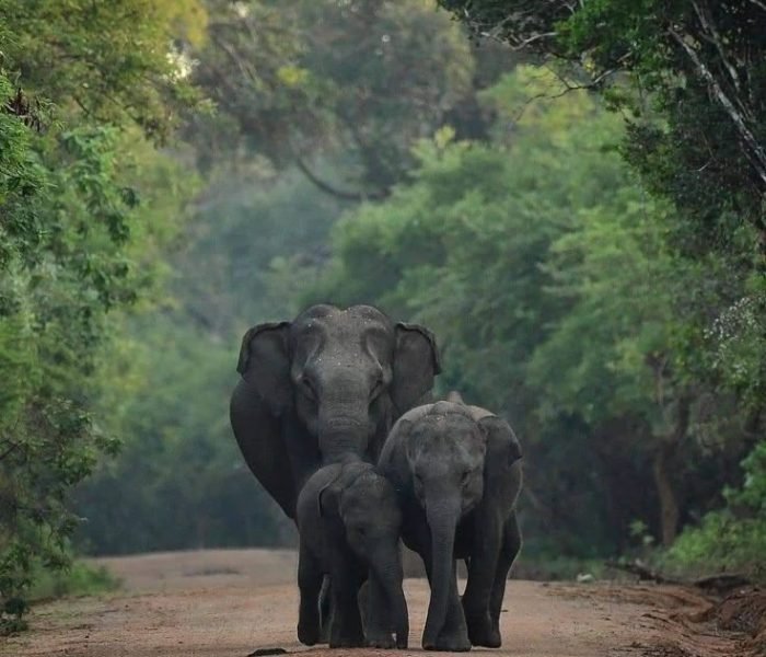Yala national park srilanka